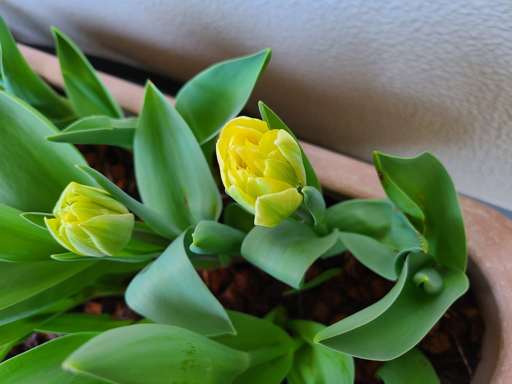 Risknote 地植えの チューリップ 分球したやつ植えっぱなしで2 3年 ピンクと黄色のグラデーションかわいい オレンジ寄りの赤やスタンダードの赤は色のコントラストに差のある紫や白と並ぶと映える 八重咲き消滅したかなぁ とにかくアリンコ強くて