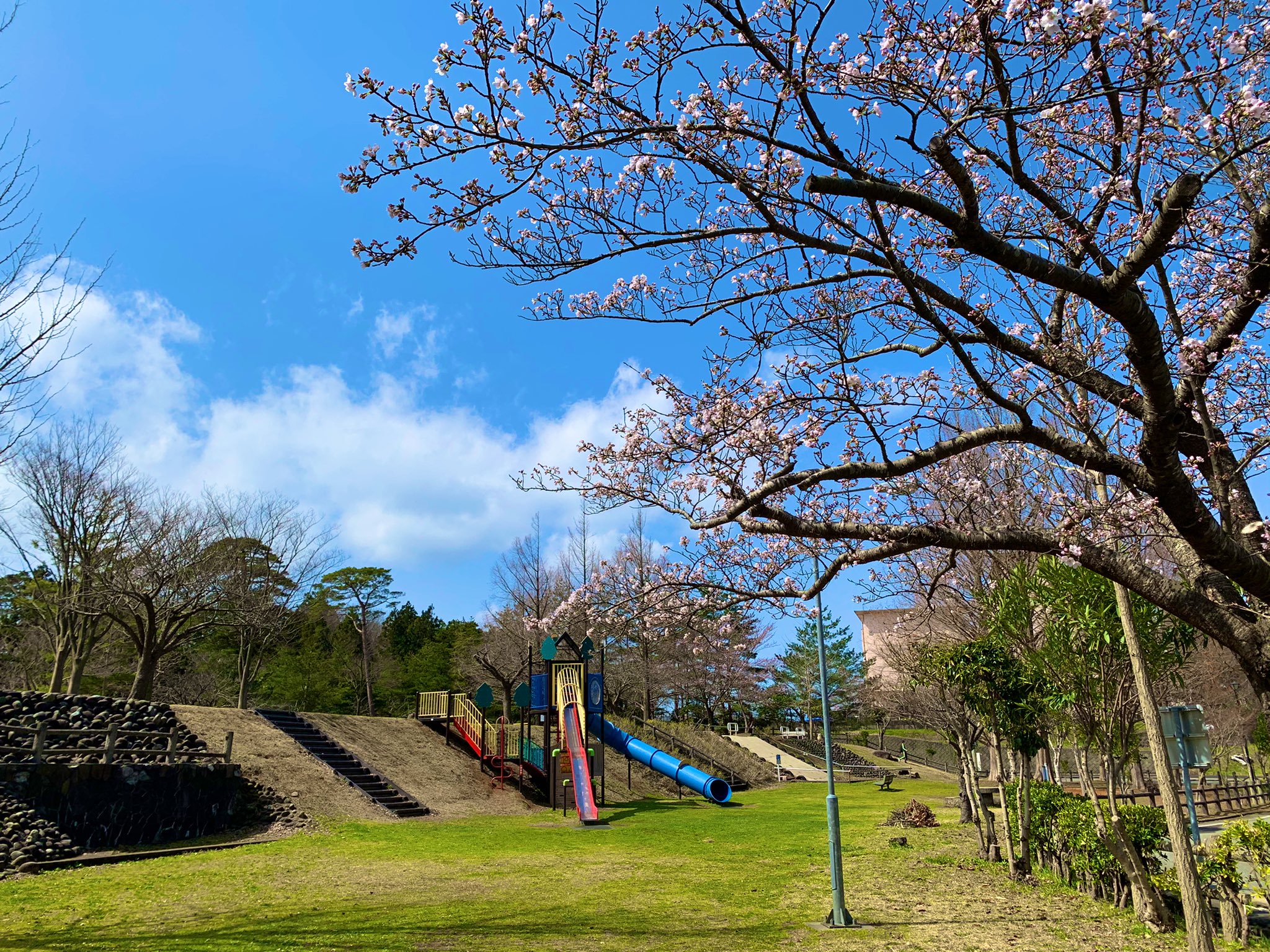 柏崎観光協会 柏崎の桜名所 赤坂山公園 も咲き始めました ポカポカ陽気の柏崎へぜひお出かけください 新潟 柏崎 赤坂山公園 桜 桜の名所 春 T Co Dwv18zldjt Twitter