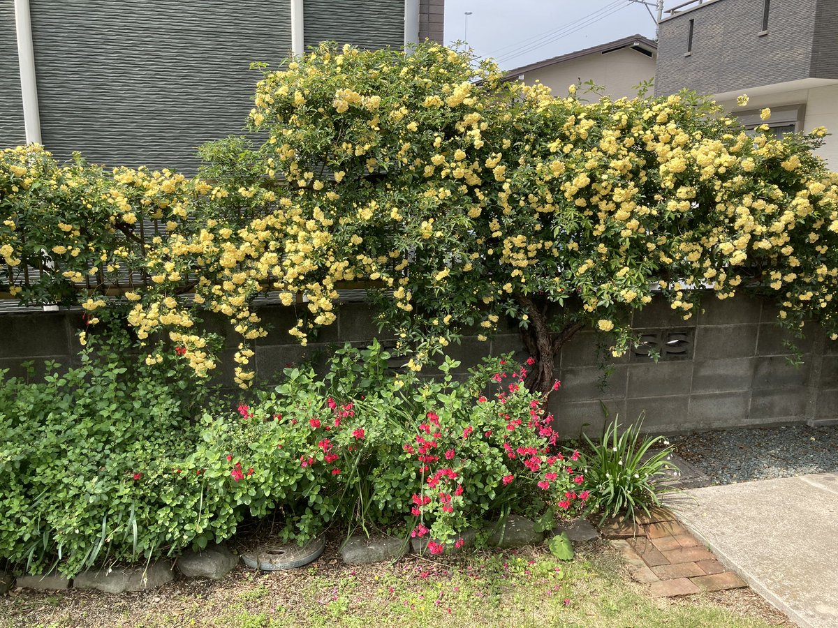 llamagramer's tweet image. 上手に咲きましたー！
ほったらかし栽培で５㍍幅に伸びた薔薇さんたち✨
ほんのり良い香り〜ん💕