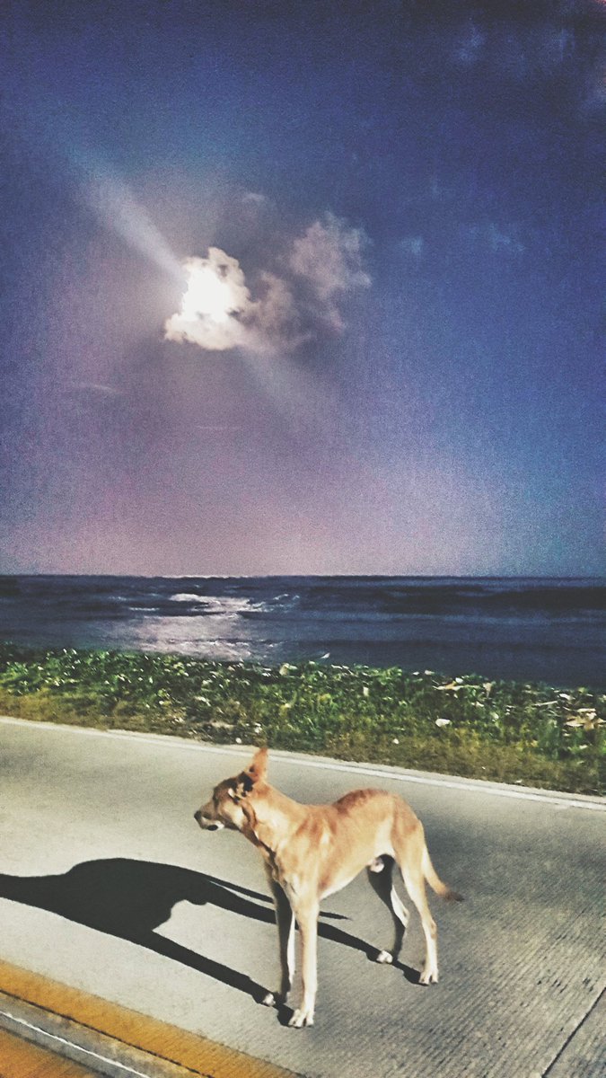 Perro con luna