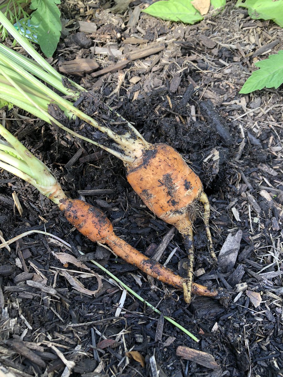 LNourishments's tweet photo. I thought I would have yummy carrots today...maybe try again next time... back into compost #gardenfail #backyardgarden #backyardharvest #gardeningaustralia #carrots #ediblegarden #mindfulliving #sustainableliving #compost https://t.co/YdVvnuji3N