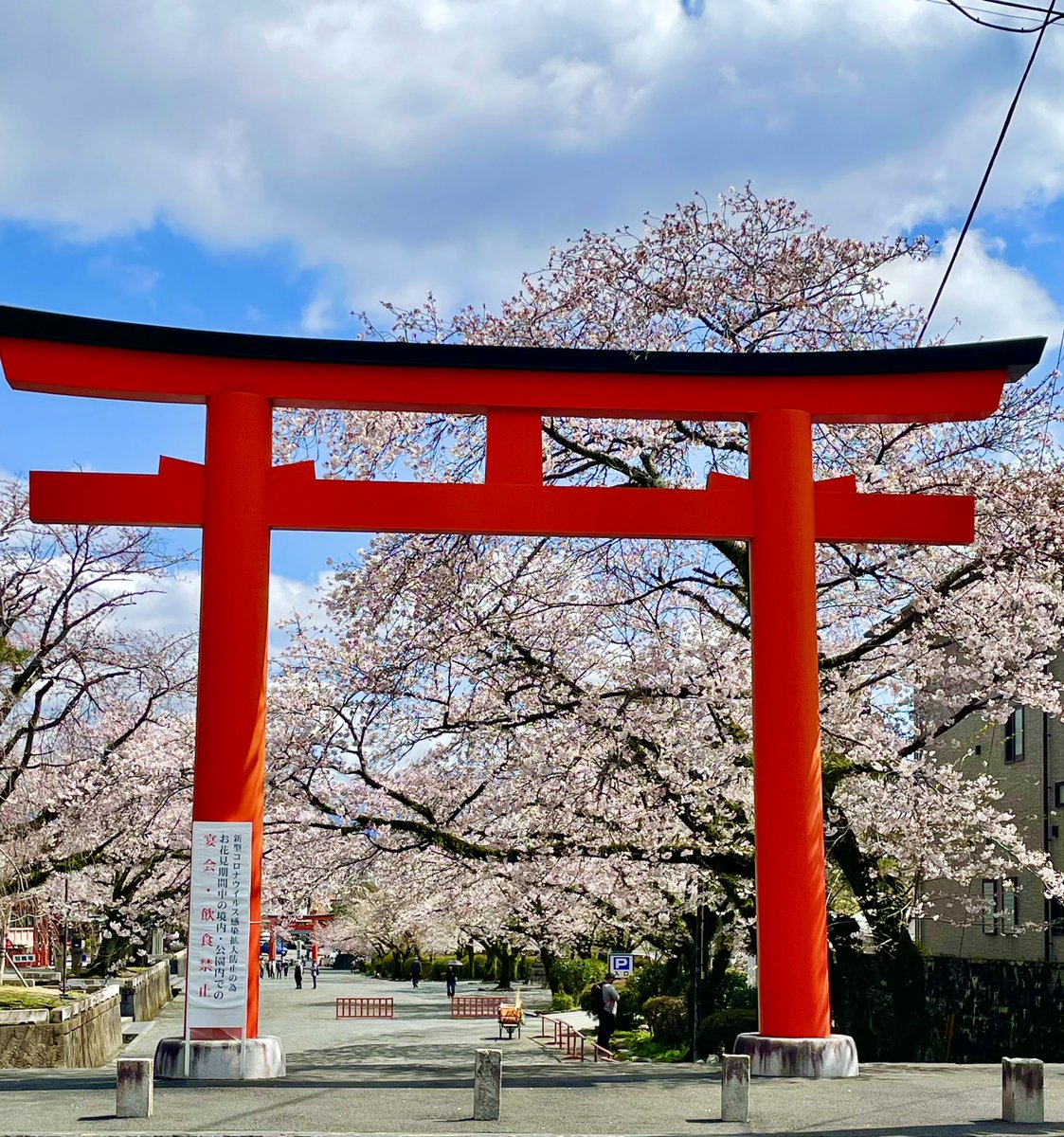 富士宮市 富士山本宮浅間大社の桜 きれいに咲いています 市内の桜開花情報はこちらでチェックできます T Co Kz9gt8tsmx 桜