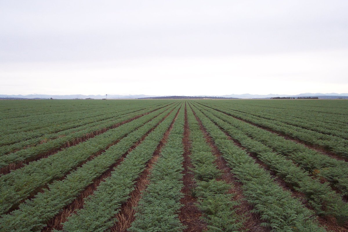 Australian Grain Export (export_grain) Twitter