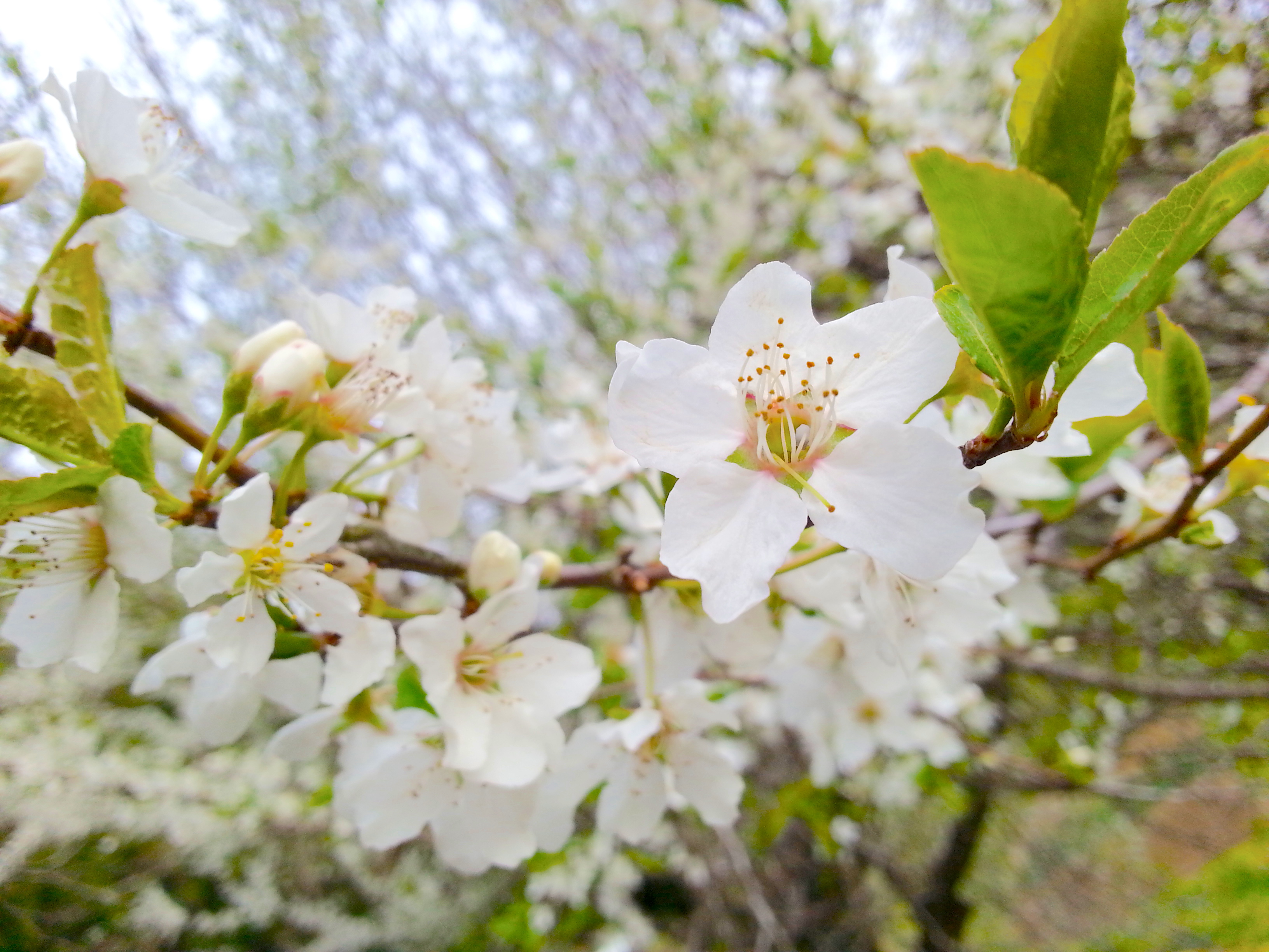こころ 本日 ３月２９日の誕生花は スモモでございます 花言葉は 忠実 でございます T Co 4xe98f4zsl Twitter