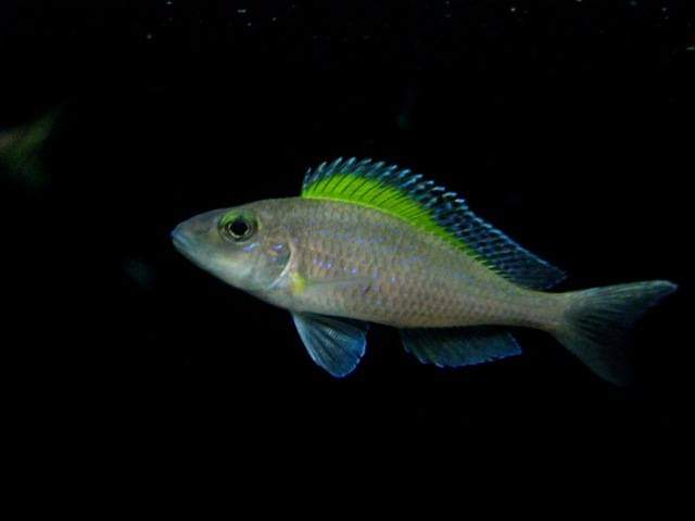 wft0213's tweet photo. 斯必洛珍珠(9~10CM)
山水水族官網
https://t.co/2I10Sw04KI

#魚缸訂做 #魚缸造景 #魚缸 #觀賞 #觀賞魚 #水族 #熱帶魚 #水族館 #水族馆 #水族箱  #水族用品 #水族用品店 #賞魚 #魚種  #紅龍 #血紅龍 #古代魚 #烏龜 #異型 #觀賞魚水族 #觀賞魚缸 #水生生物 #kaohsiung #taiwan #高雄 #台灣 #左營 https://t.co/WGvWdymWBK