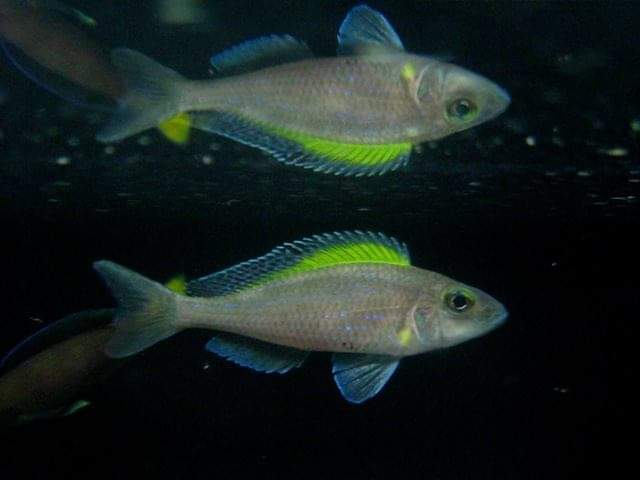 wft0213's tweet photo. 斯必洛珍珠(9~10CM)
山水水族官網
https://t.co/2I10Sw04KI

#魚缸訂做 #魚缸造景 #魚缸 #觀賞 #觀賞魚 #水族 #熱帶魚 #水族館 #水族馆 #水族箱  #水族用品 #水族用品店 #賞魚 #魚種  #紅龍 #血紅龍 #古代魚 #烏龜 #異型 #觀賞魚水族 #觀賞魚缸 #水生生物 #kaohsiung #taiwan #高雄 #台灣 #左營 https://t.co/WGvWdymWBK