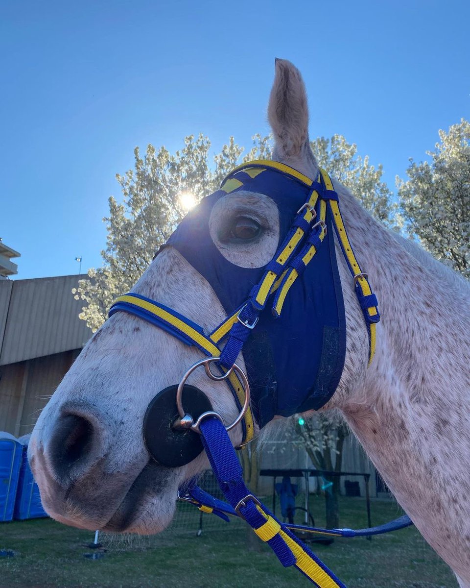 msuagriculture's tweet photo. Repost from msu.racer1
β’
My favorite thing to do on Sunday is take big wins and run on the track! Letβs do it again soon Racer Nation!
#clearthetrack #murraystate #racer1
Shoooes Up!! πππ https://t.co/t93MSv8rM3