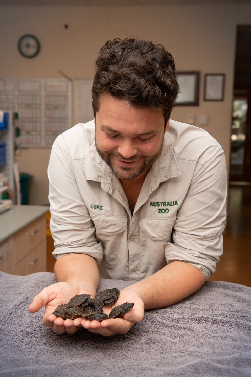 wildwarriors's tweet photo. Remember Yurtle the turtle? She was admitted to the wildlife hospital with head trauma and was carrying eggs! Our vets induced the hatching of the eggs in December and they’ve hatched! We now have 7 Critically Endangered hatchlings that will soon be released back into the wild! https://t.co/iOvaTK83Hh
