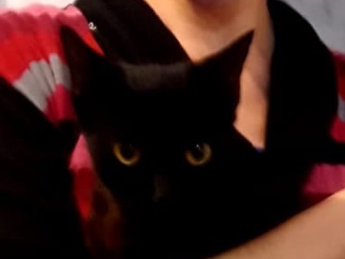 DeGatitos_'s tweet photo. #ElevenTwo
La negrita ELEVEN, rescatada de la Iglesia en nuestro aniversario  felizmente ADOPTADA
Es mascota única 
Duermen las dos juntas en cama grande con su bella mamá, como corresponde
Mi negrita tan cariñosa ya encontró su lugar en este mundo
A disfrutarlo, te lo mereces😻 https://t.co/FPtrltyBHi