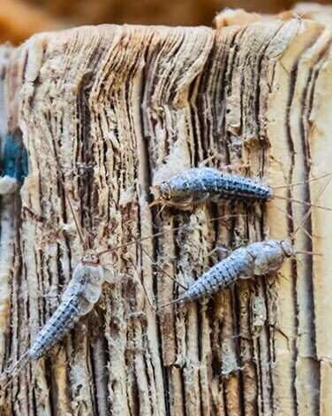 Broken Angel On Twitter Suka Gigit Baju Sampai Lubang2 Kalau Dlm Almari Jahat Binatang Ni Twitter