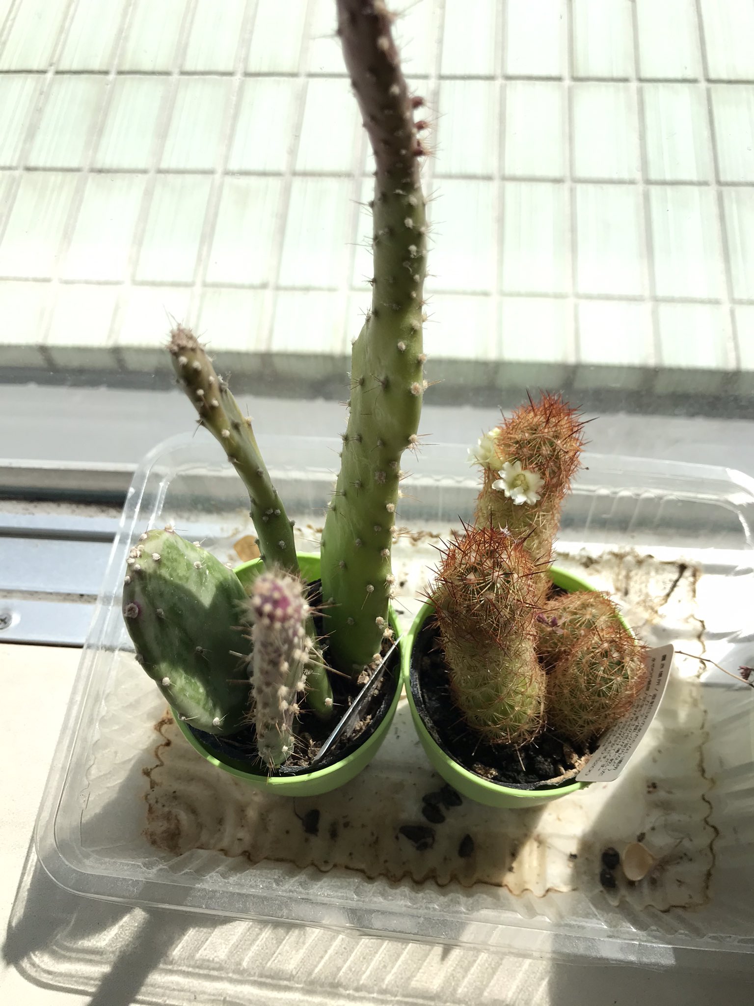 Kenkenmkiisr ダイソーで買ったサボテンに かわいい白い花が咲いた 品種はコガネツカサです T Co S6by3cvpvu Twitter