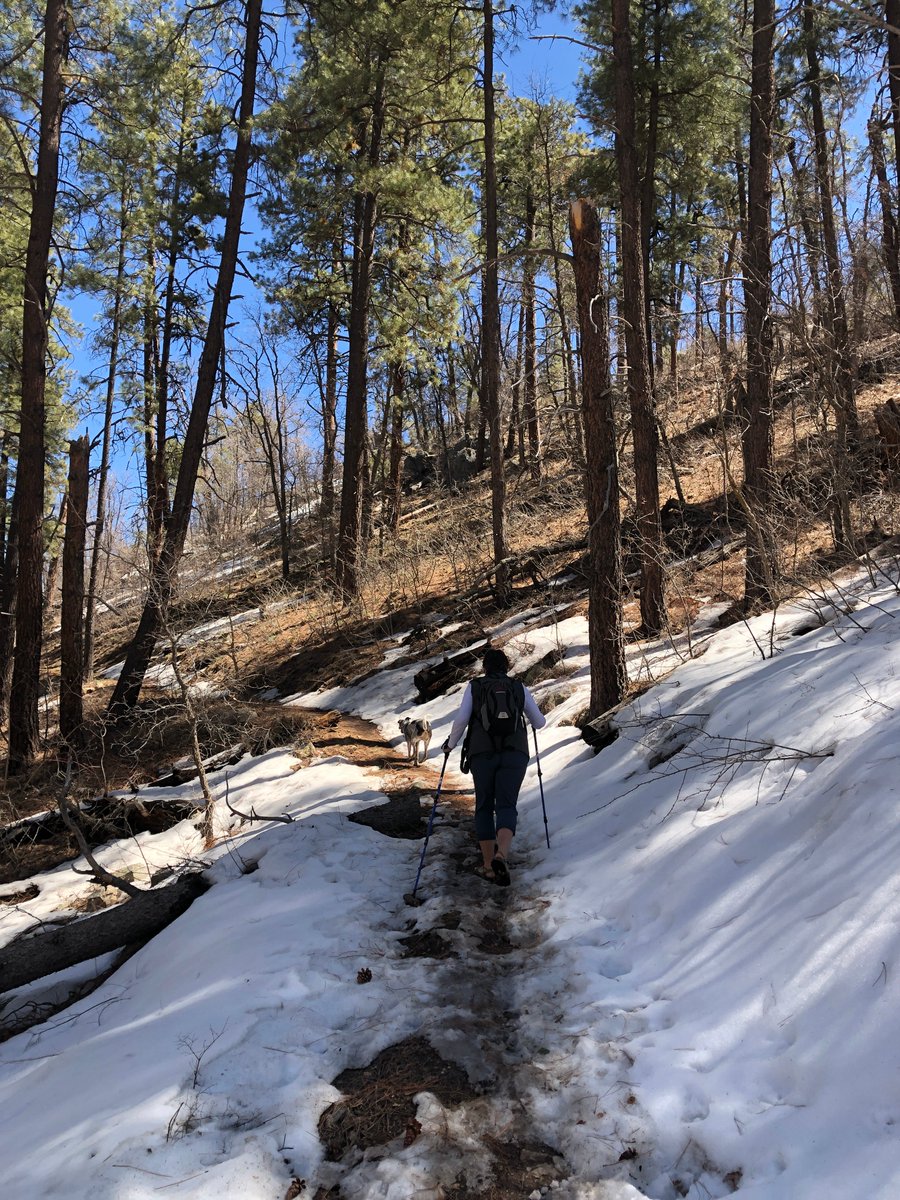 NearAndFarAZ's tweet photo. Snow in the shade, pinecones in the sun. Pretty day for a hike on the #PrescottCircleTrail!βοΈπ²
#ArizonaHiking #CopperBasin #70degrees #PrescottAZ @PrescottNF https://t.co/YRUPSYb0Wm