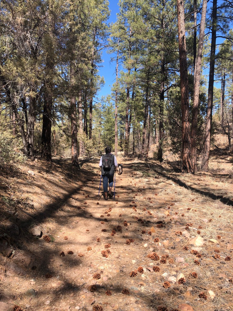 NearAndFarAZ's tweet photo. Snow in the shade, pinecones in the sun. Pretty day for a hike on the #PrescottCircleTrail!βοΈπ²
#ArizonaHiking #CopperBasin #70degrees #PrescottAZ @PrescottNF https://t.co/YRUPSYb0Wm