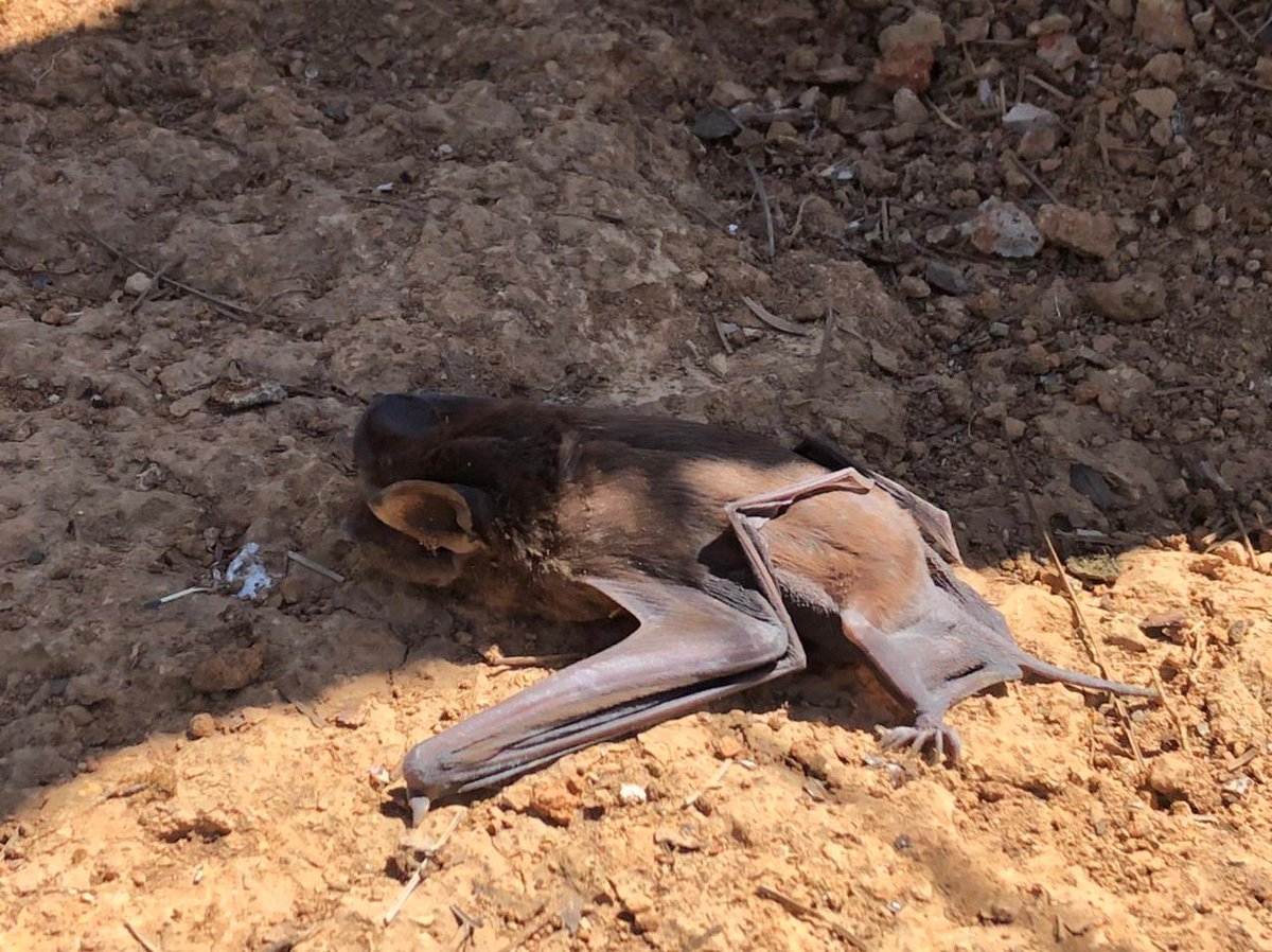 Maggie9011's tweet photo. Look at this cute little guy we found! 😻♥️🦇 #molossidae #chiroptera #bat #Michoacan #NuevoUrecho https://t.co/bn9I12upes