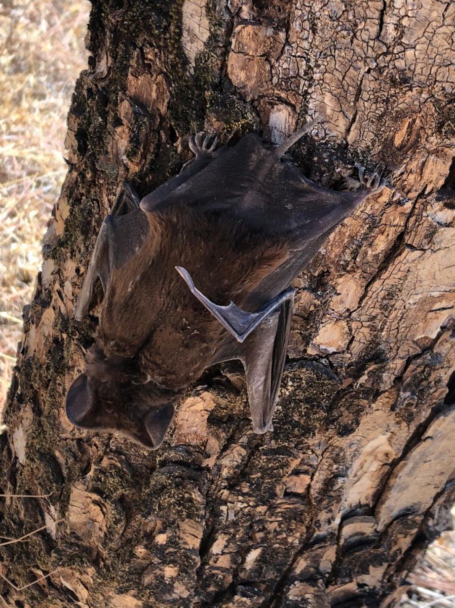 Maggie9011's tweet photo. Look at this cute little guy we found! 😻♥️🦇 #molossidae #chiroptera #bat #Michoacan #NuevoUrecho https://t.co/bn9I12upes