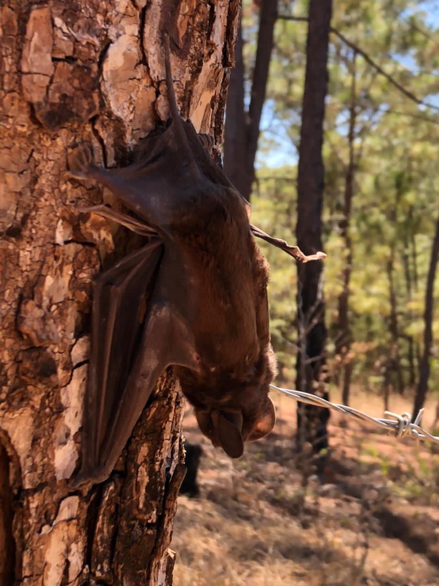 Maggie9011's tweet photo. Look at this cute little guy we found! 😻♥️🦇 #molossidae #chiroptera #bat #Michoacan #NuevoUrecho https://t.co/bn9I12upes