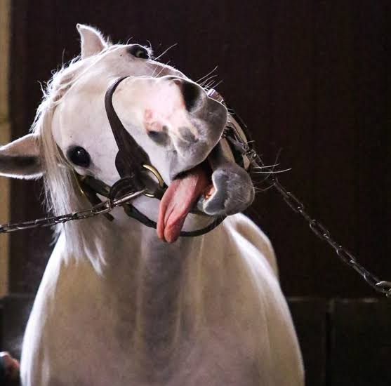 ウマ娘メンテやからかわいいゴールドシップ貼っとく