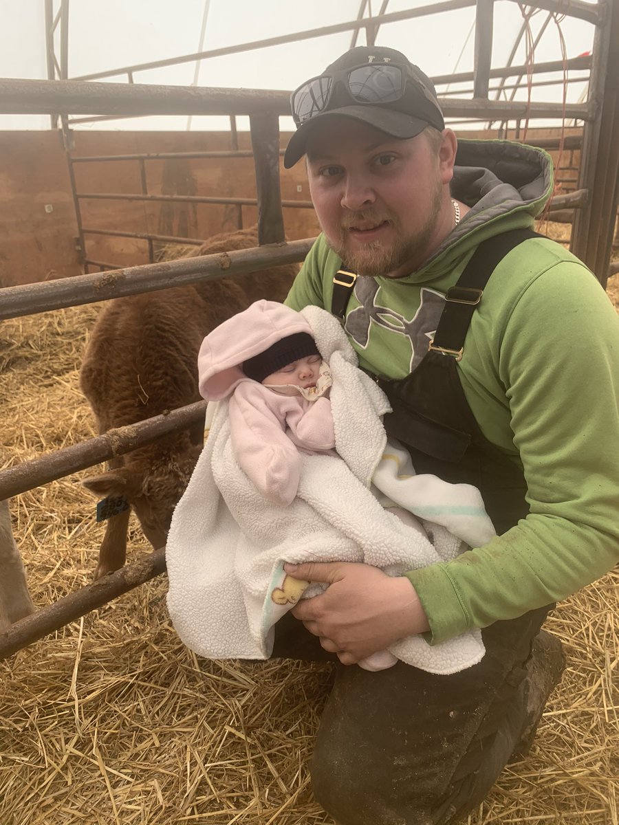 loadz_lytwyn's tweet photo. Our little one with her first barn visit! Obviously not too worried about dads work at 3 months old 🥳. I guess dad would rather be sleeping too #calving2021 https://t.co/COHcaAistH