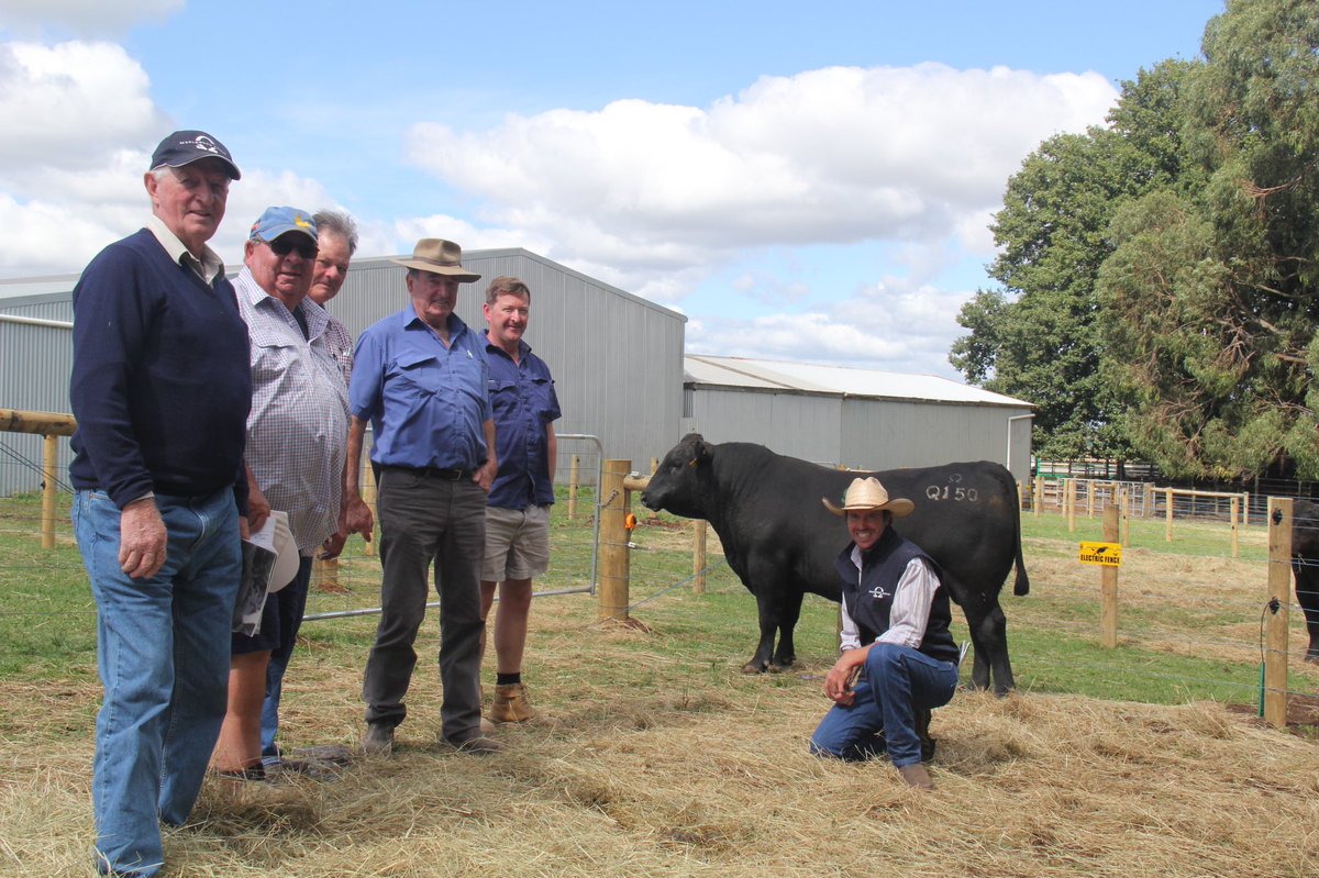 TOTAL CLEARANCE 36/36 bulls sold to a top of $21k Lot 9 MERLEWOOD INNOVATION Q150 to Belfrage Pastoral; selling agent Morton Livestock.

Average $7,639

We thank you all for your support and encouragement each and every year - it truly means a lot to us.

#iuseangusbulls