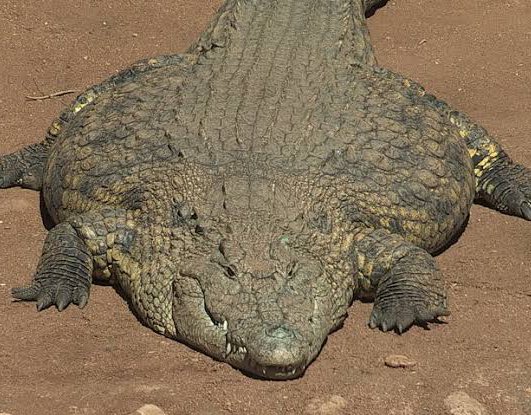 #Onet64 

ร้องโฮกปิ๊บ.                 ร้องแฮ่ ฮูฮืม