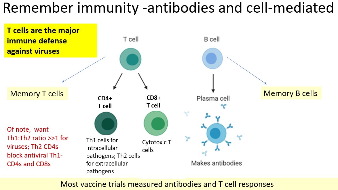 What does this mean in simple terms? Well, you raise T cells after natural infection or vaccines against 57 pieces of the spike protein and receptor binding domain of the virus. As authors write: "levels of SARS-CoV-2 neutralization antibodies alone do not determine protection"