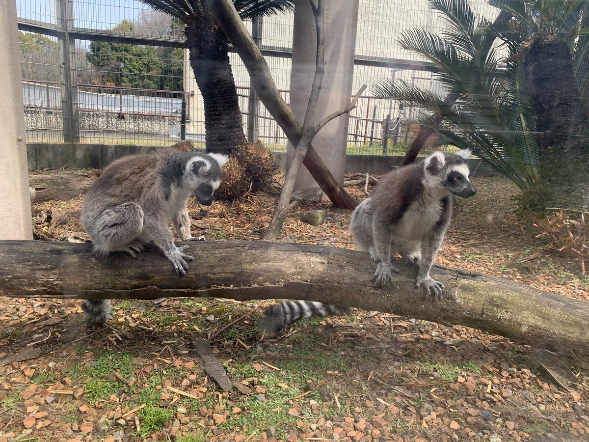 まきき J Monkeycentre 日本モンキーセンターで撮ったお猿さん達の写真をアップしていきます ワオキツネザル しましまの尻尾が特徴的ですね 放し飼いになっているエリアで間近で見られる時間がありとても良かったです 日光浴してる姿が有名かも