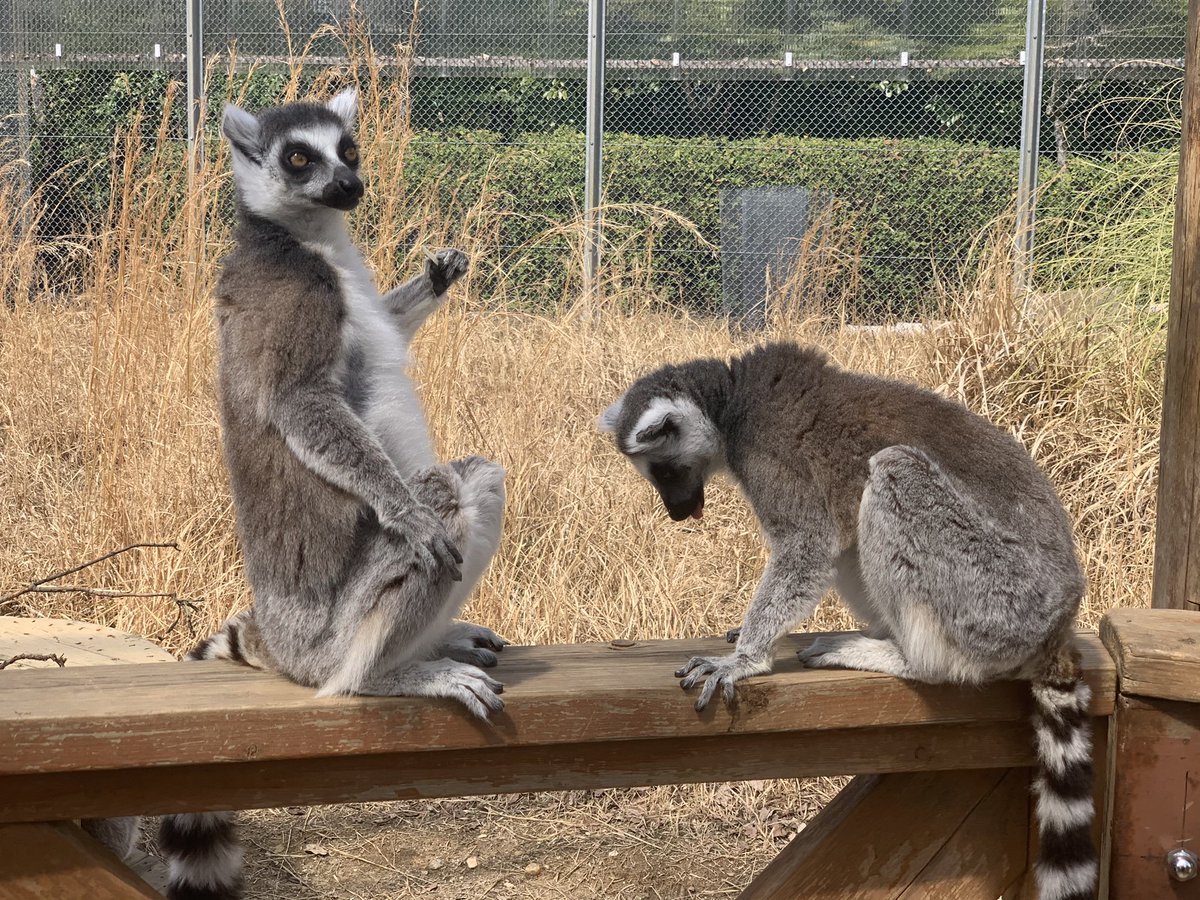 まきき J Monkeycentre 日本モンキーセンターで撮ったお猿さん達の写真をアップしていきます ワオキツネザル しましまの尻尾が特徴的ですね 放し飼いになっているエリアで間近で見られる時間がありとても良かったです 日光浴してる姿が有名かも