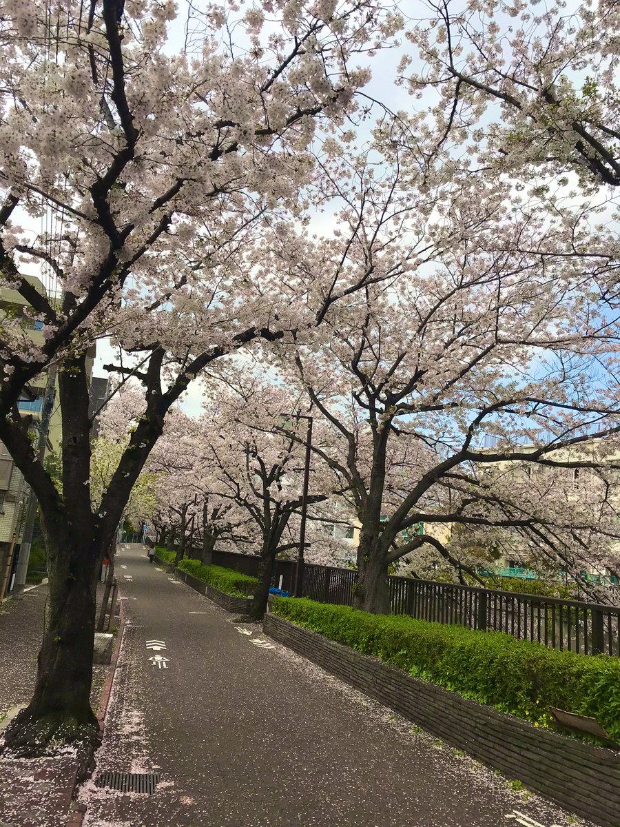 _kamerisa_'s tweet photo. 池上、呑川の桜🌸
毎年ほんとにキレイ😍

呑川にキッチンカーでコーヒーの出店とかあったらめちゃいいよな〜

#池上 https://t.co/8Ym81DIrBW