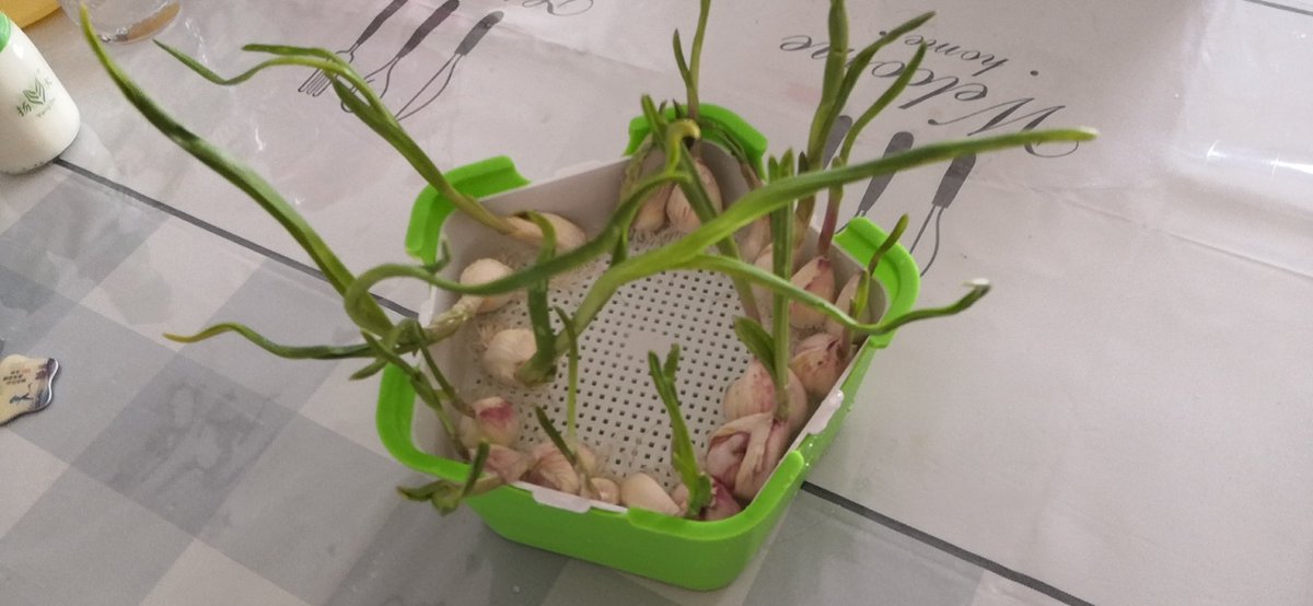 vivi_yz's tweet photo. 水培大蒜 哈哈哈哈
#garlic https://t.co/LHCFRVRMTQ