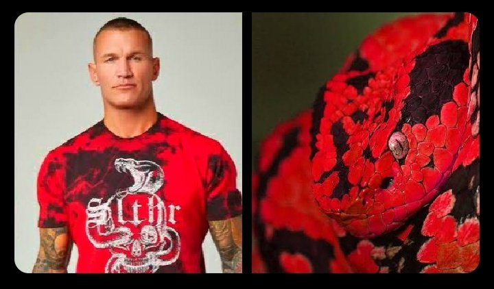 Crissi_rko's tweet photo. The one and only.... G. O. A. T Legend, The Viper @RandyOrton.
In the photo beside an example of an envious common snake β₯ππ
#GOAT #RKO #Slthr #TheViper https://t.co/UwY4ajoYRX