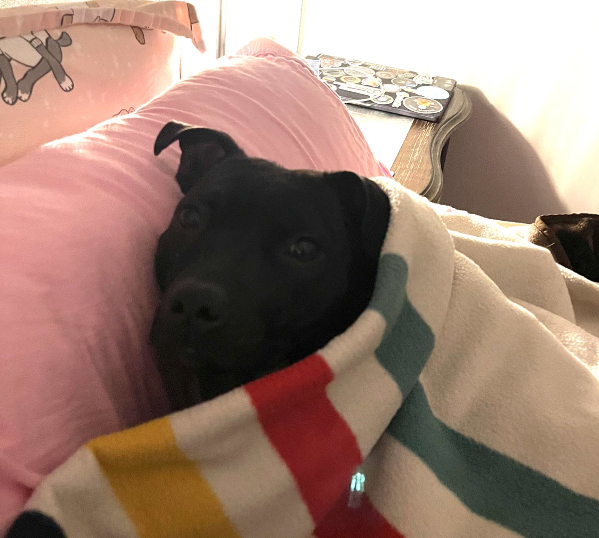 nerdiosity's tweet image. I love this new pillow you bought for me, Momma. It’s for me, right? #RubySunshine