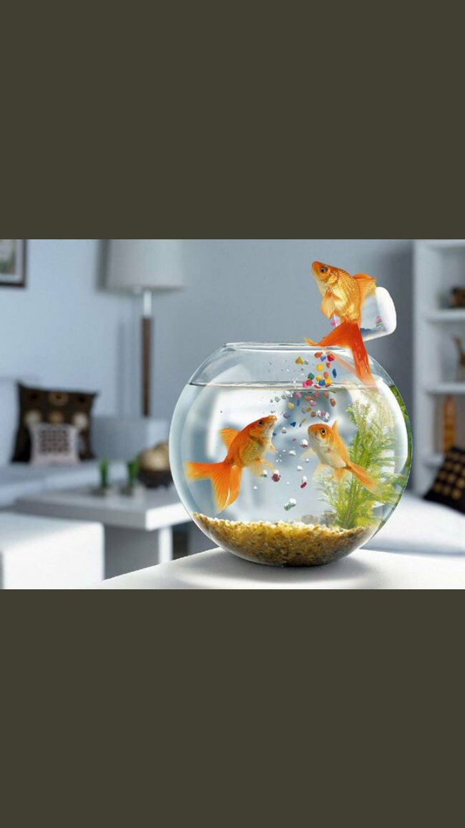 ماذا نرتجي من شعوب تحكم على العصفور بالفشل لانه لا يسبح في الماء وعلى السمكة لانها لا تطير . وتقتل المبدع فقط ... لانه لا يشبههم ولا يجاريهم في غيهم ... 
ولله في خلقة شؤون💛

#صباح الخير

#شبكة_الساحل_العماني