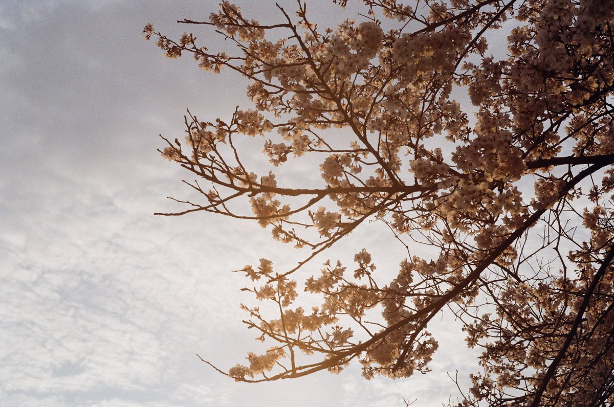 alibi5753's tweet photo. ロッコールで桜を🌸🌸
実は去年の💦
今年の桜はまだ現像に出してないの…
フィルムだとタイムラグがね〜笑
#phenix #dc701 + #rokkor55mmf17 + #lomo100
#rokkor
#ロッコール
#ふぃるむ寫眞
#フィルム写真
#FilmPhotography
#streetphotography
#streetphotographyjapan https://t.co/cvfdOqOsKl