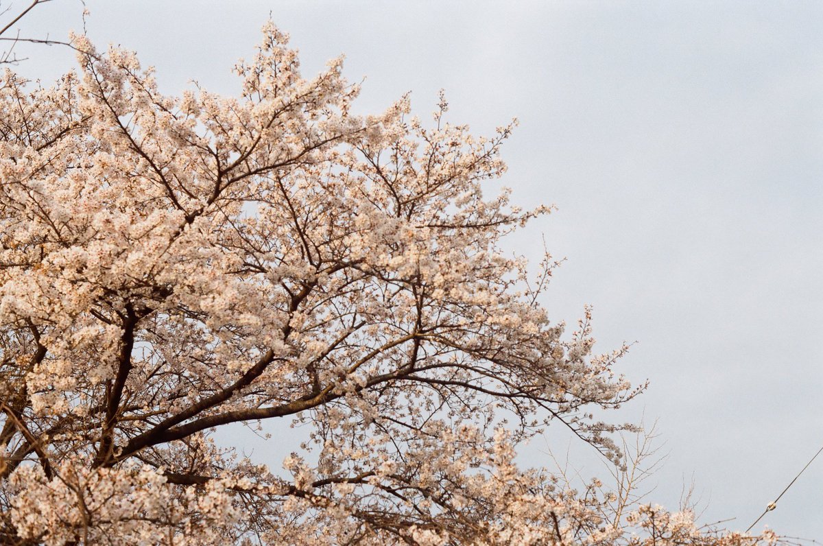 alibi5753's tweet photo. ロッコールで桜を🌸🌸
実は去年の💦
今年の桜はまだ現像に出してないの…
フィルムだとタイムラグがね〜笑
#phenix #dc701 + #rokkor55mmf17 + #lomo100
#rokkor
#ロッコール
#ふぃるむ寫眞
#フィルム写真
#FilmPhotography
#streetphotography
#streetphotographyjapan https://t.co/cvfdOqOsKl