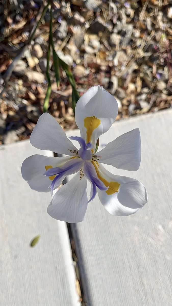iankint's tweet photo. #flowers #nature #love #flower #photography #flowerstagram #naturephotography #art #garden #beautiful #photooftheday #spring #flowersofinstagram #plants #instagram  #flowerphotography #like #macro #photo #flores #naturelovers #beauty #allnatural #green #picoftheday #flowerpower https://t.co/BGTyySXQJu