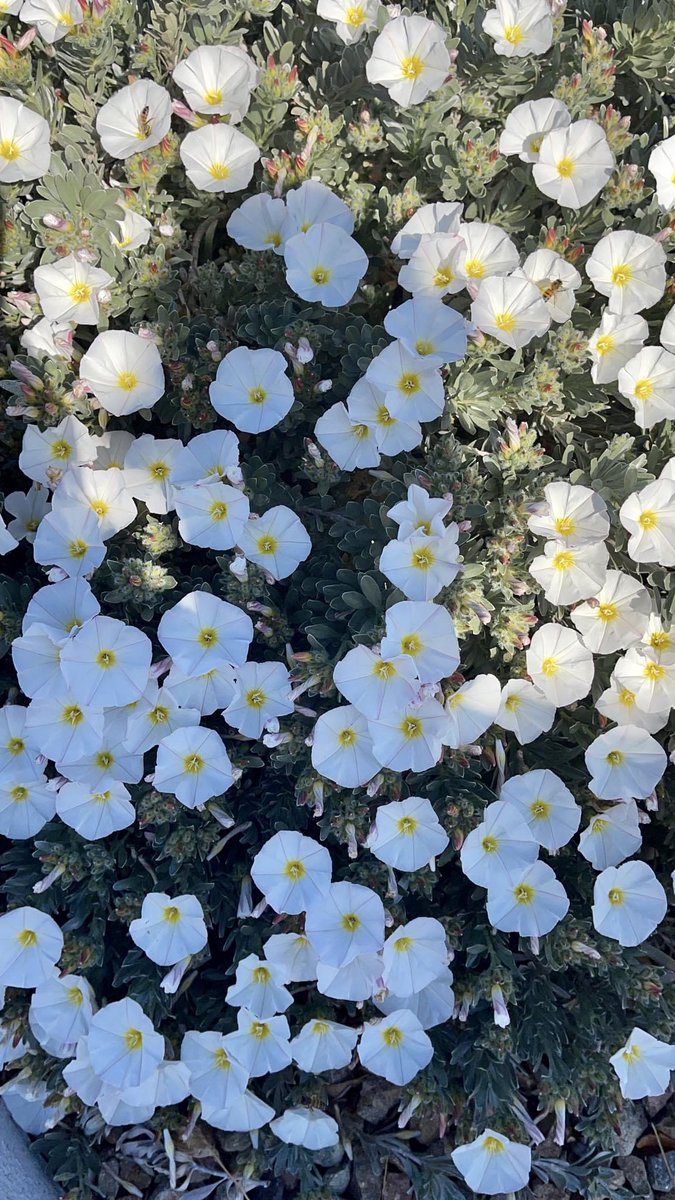 iankint's tweet photo. #flowers #nature #love #flower #photography #flowerstagram #naturephotography #art #garden #beautiful #photooftheday #spring #flowersofinstagram #plants #instagram  #flowerphotography #like #macro #photo #flores #naturelovers #beauty #allnatural #green #picoftheday #flowerpower https://t.co/BGTyySXQJu