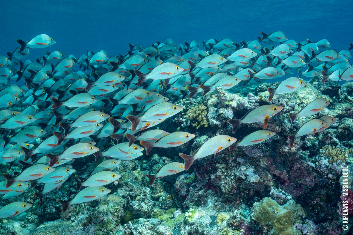 Sylvia A. Earle tweet media
