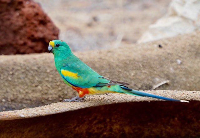 vivmcw's tweet image. Happy to see this ‘lifer’ Mulga Parrot at #explorethemallee in #patchewollock #birdwatching