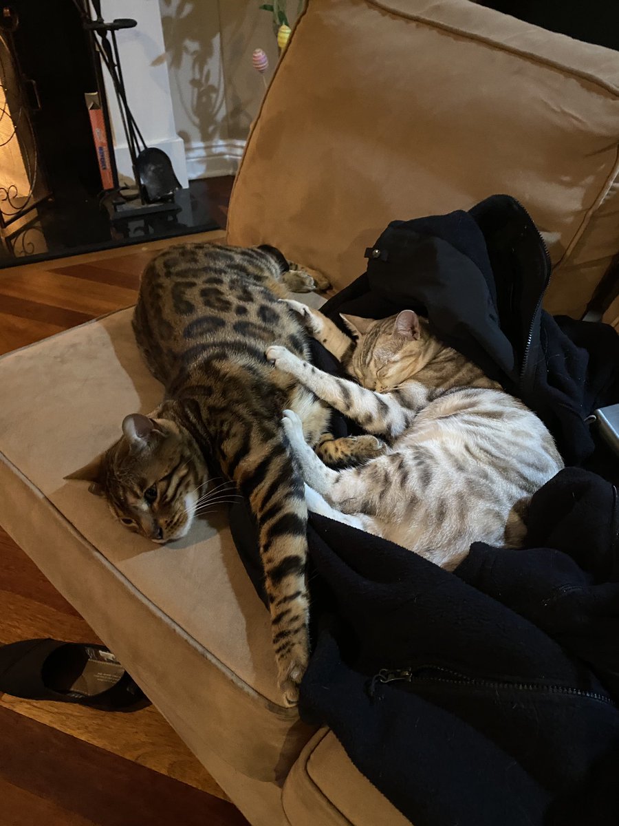jadethebengal's tweet photo. Sweep. All day erry day. Sleep, chimkin, back 2 slep. MEOWWWWWW https://t.co/L6AqZc0Ta0