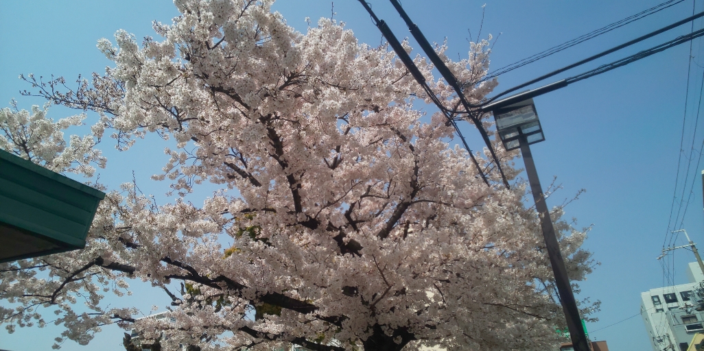 大阪市淀川区役所 広報担当です 淀川区内はどこの桜も見ごろになっています 天気も良く 満開の桜も合わさって気持ちいいですね あちこちにある桜を眺めながら散歩するのもいいですね