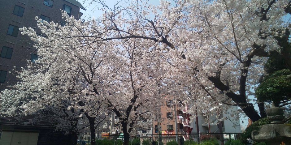 大阪市淀川区役所 広報担当です 淀川区内はどこの桜も見ごろになっています 天気も良く 満開の桜も合わさって気持ちいいですね あちこちにある桜を眺めながら散歩するのもいいですね