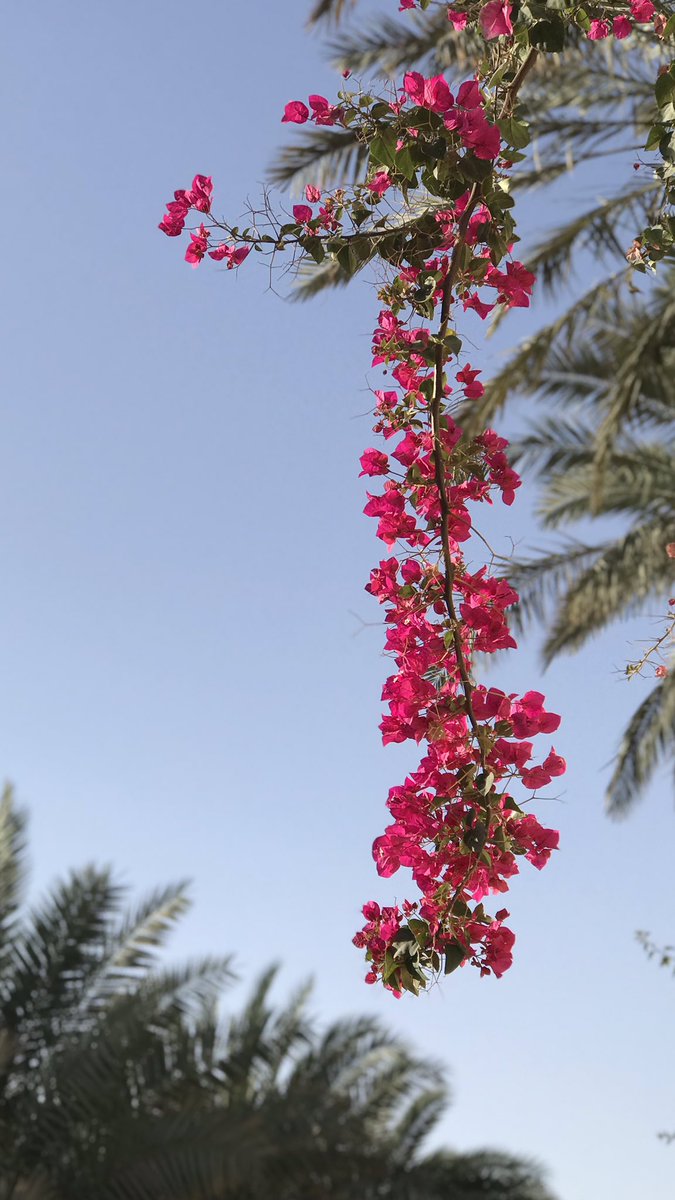 Fatomah997's tweet photo. وتجتمع مسرات النفس في جمال الورد 
وشروق الشمس ونقاء الصباح 💛🌻. https://t.co/uD80Tks48I