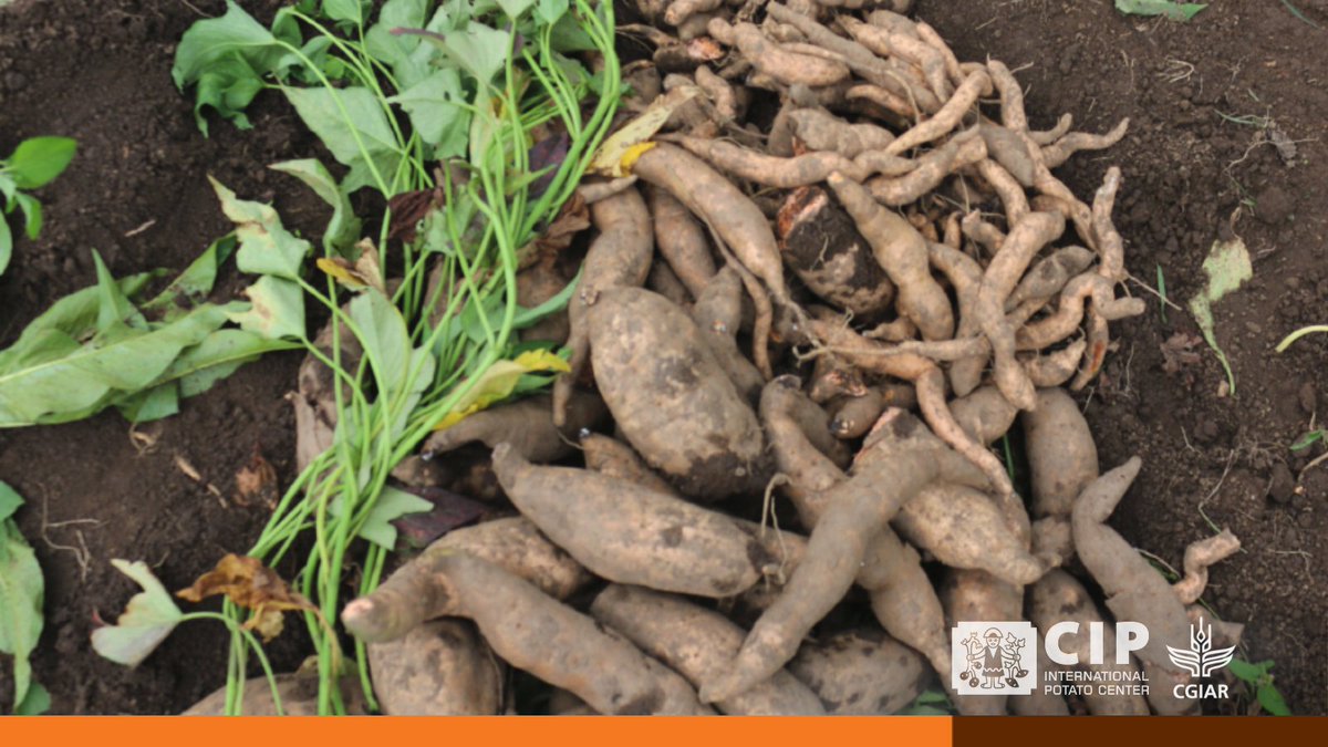 International Potato Center tweet media