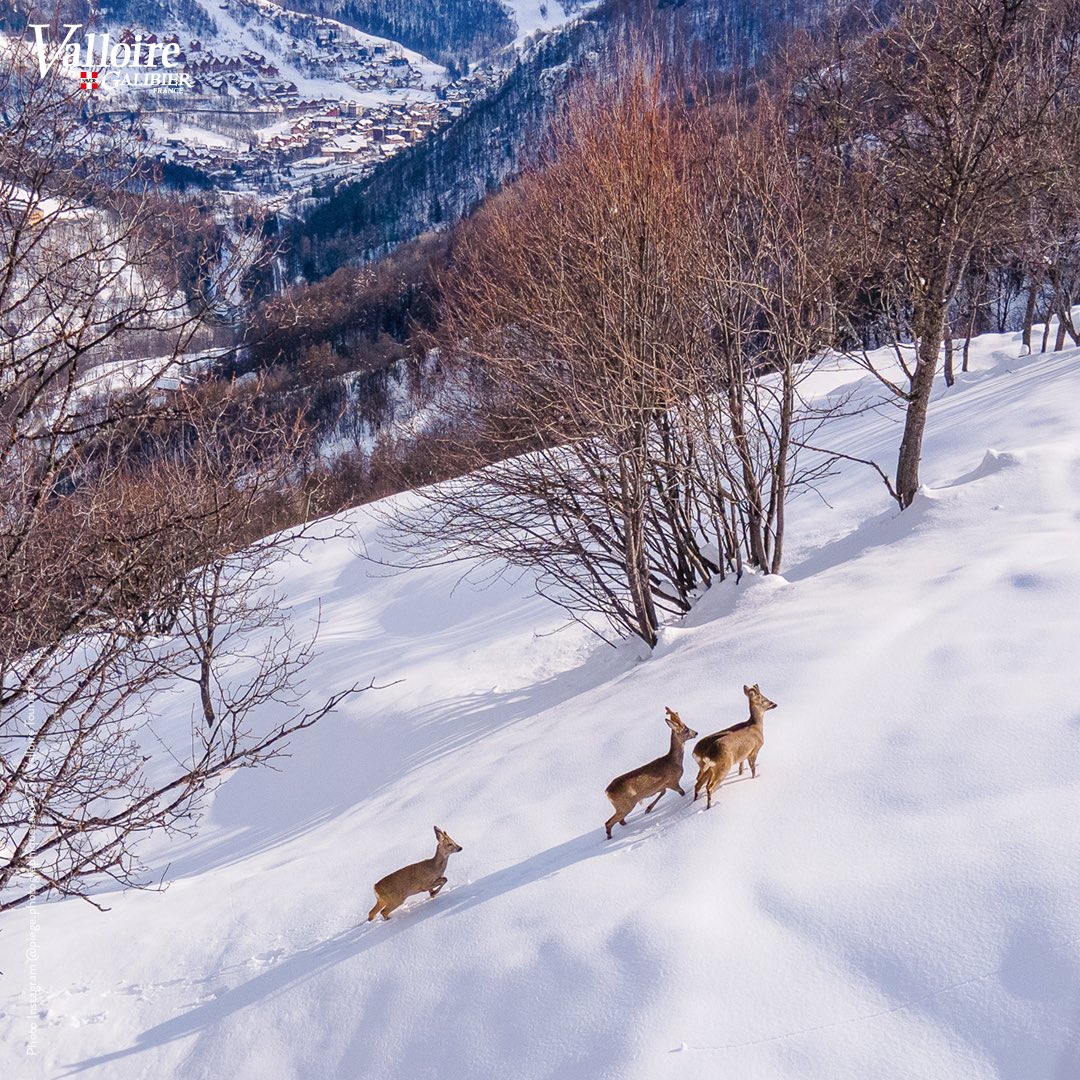 valloire's tweet image. Juste trois chevreuils qui profitent du soleil printanier 🤩

#picofthemoment #MondayMotivaton 
#Valloire 🏔✨ #Galibier