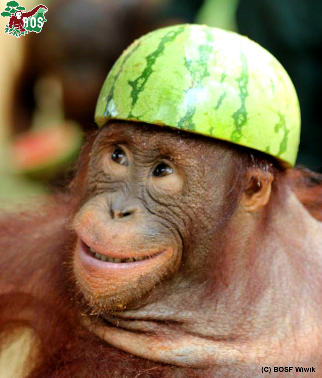 Hoping to start your week with a smile, here's Lesley in her melon hat. 
Lesley's graduated from #OrangutanJungleSchool & lives with Kopral on a #SanctuaryIsland at Samboja Lestari, allowing #OrangutanFreedom under supervision.
Photo not staged, she chose this!
#RecycleChic