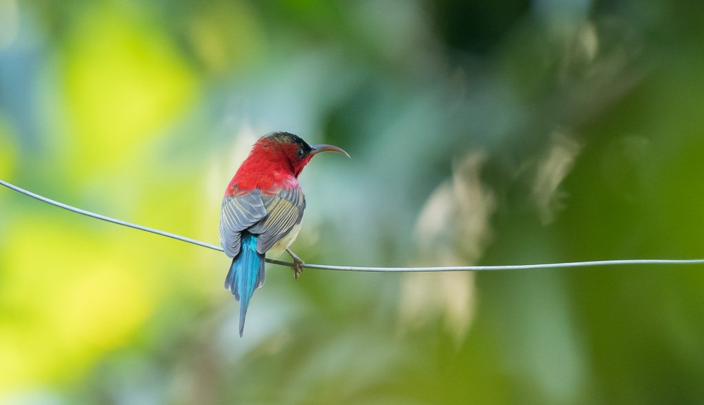 DrAbhishek_K's tweet photo. Happy holi to all at #IndiAves with this contribution for #ColoursInBirds @IndiAves https://t.co/0CpK2p1p6Z