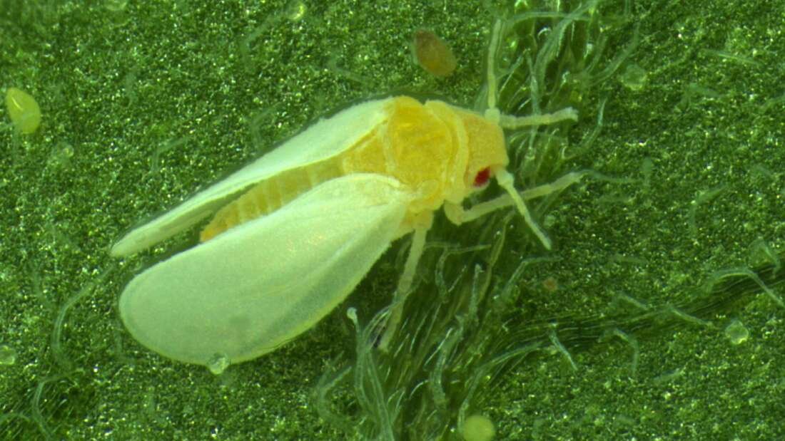 Insects stole a gene from a plant, allowing them to evade plant defences.

iflscience.com/plants-and-ani…