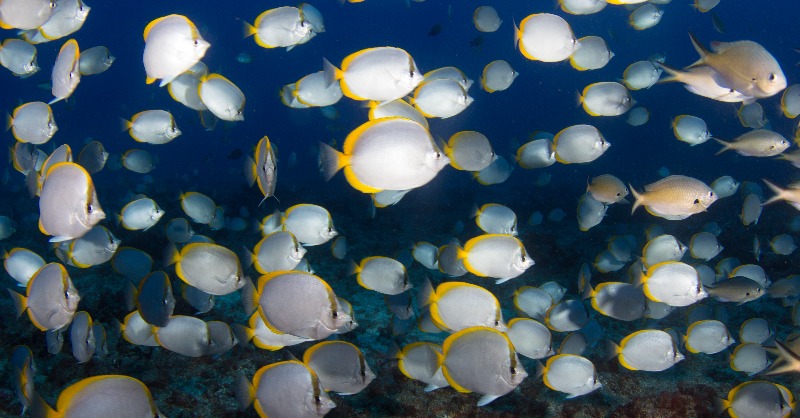 AnnaleaBeard's tweet photo. #StHelena butterflyfish at their finest. locally called "Cunningfish" due to their ability to eat bait off the end of hooks without getting caught. #Marine #Conservation #SNCG #MarineLifeOfStHelena #Chaetodon #Ichthyology https://t.co/lNiChbDnTd