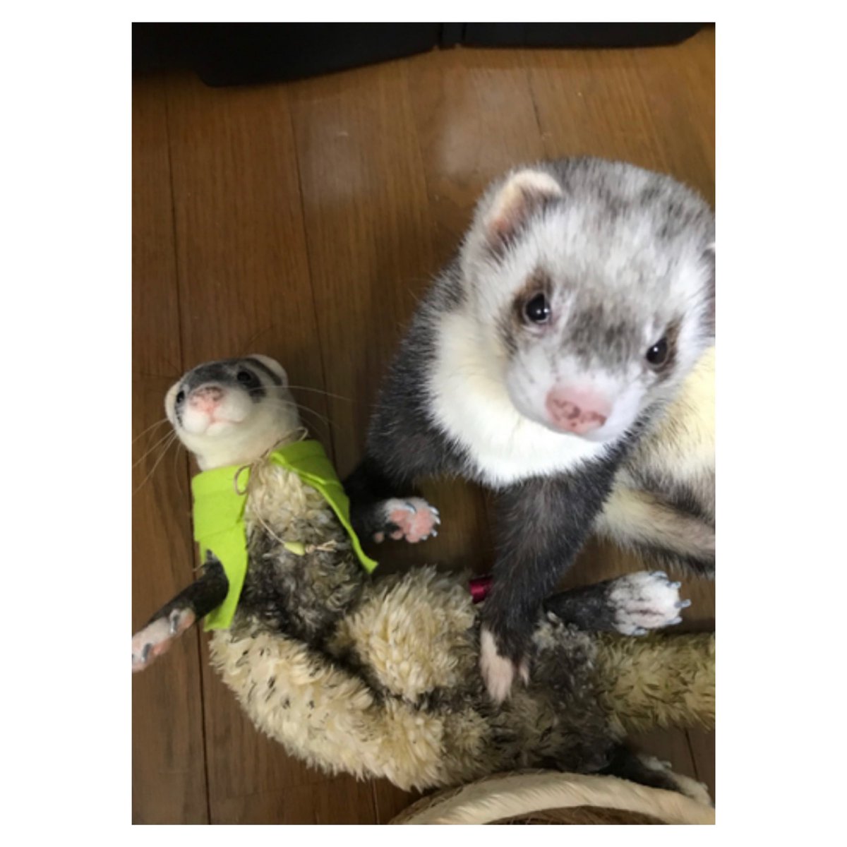 カトユリ Mocostyle Plus 羊毛ﾌｪﾙﾄ にぎにぎフェレットのこのはくん 今日無事にお家へ着いて本物のこのはくんとのツーショット写真を頂きました ありがとうございました 羊毛フェルト 羊毛フェルト作品 ニードルフェルト フェレット