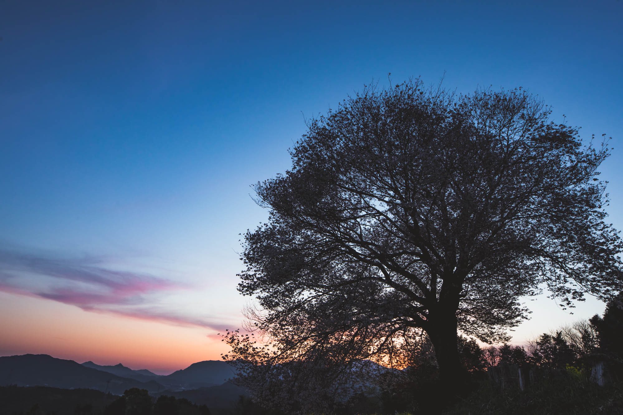 永崎 凛空 ざきphoto 写真小説 夏群青の空 Twitter પર 黄昏時の桜の木が幻想的だった T Co 7ditfakiah Twitter